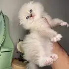 سكوتش فولد هاف بيكي بيرشن بيكي فيس شيرازي هملايا انثى ذكر