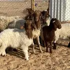 غنم نعيم مواليد