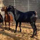 فحل مرسيانو اصل بيور