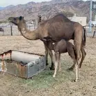 ناقه خلفه تحتها بكره
