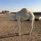 بكره مفروده للبيع