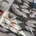 رحلة صيد بحرية فردية في الرايس