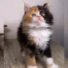 سكوتش كيتن انثى ذكر قطط للبيع فولد ستريت قطط مكة جدة بيرشن