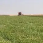 بذور رودس محلي