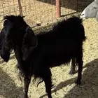 عنز للبيع