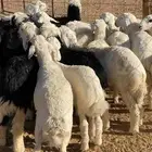 بهم حري ونجد((( تم البيع )))