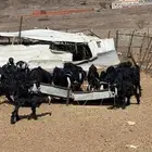 معزا للبيع مع تيوسها