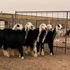 رخال نجد صنف