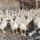 بط بكيني شهرين ونص