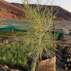 اثل بلدي طلح نجدي سلم اليسر بان عربي