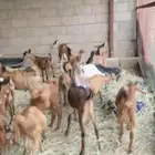 تيوس للبيع الموقع الدرب جمله