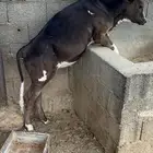 عجول لبانيه للبيع