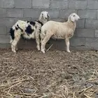 طليان حريات