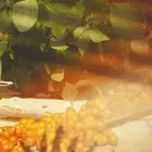 قضيم طازج كميه محدودة