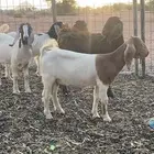 جفار هجين بورقت