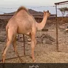 السلام عليك اعرضلكم بكره الأب حوران حق الفرتااج