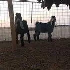 تيوس