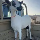 ماعز بيشيه
