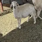 عنز وشياه للبيع