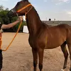 حصان