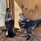 للبيع زوج سنفور