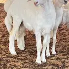 ابو عبدالله للذبايح