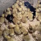 صوص بط بكيني