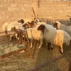 شياه نعيم