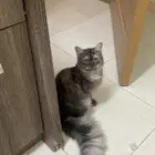قطه كتن للتبني