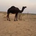 لحقات مجاهيم العدد 12