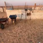 محل جاهز بشبوكه وصنادقه