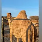 ناقة حايل سمين فل
