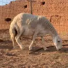 شاه حريه صنف دافع