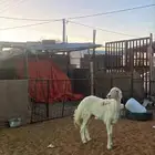 رخل حريه