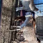 للبيع طليان سواكني جبر ناهي وللمناسبات
