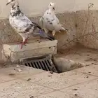 للبيع حمام