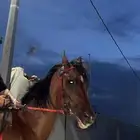 حصان شعبي