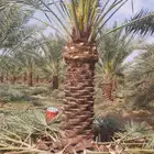 شبك نخيل زراعه شبوك نخل واشنطن عربي اخلاص سياج سور تور