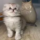 7 قطط صغيره كيتن سكوتش فولد شيرازي هملايا بيرشن هاف بيكي قط