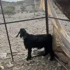 طلي وتيس للبيع