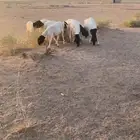برابر مرابي 4 اشهر مغلق