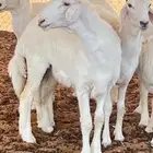 ابو عبدالله للذبايح