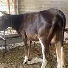 بقره جرسيه