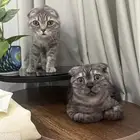 قطط سكوتش لبيع
