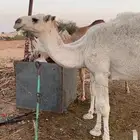 قعود طيب للبيع