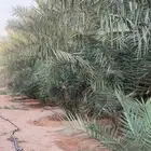 نخل مثمر خلاص للبيع. الطول مترين