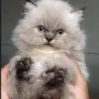 كيتن قطه بسه هملايا شيرازي سكوتش فولد انثى ذكر قطط للبيع قط