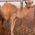 بكره مفروده