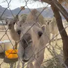 قعود مبدا سمين