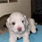 جراوي مالتيز للبيع